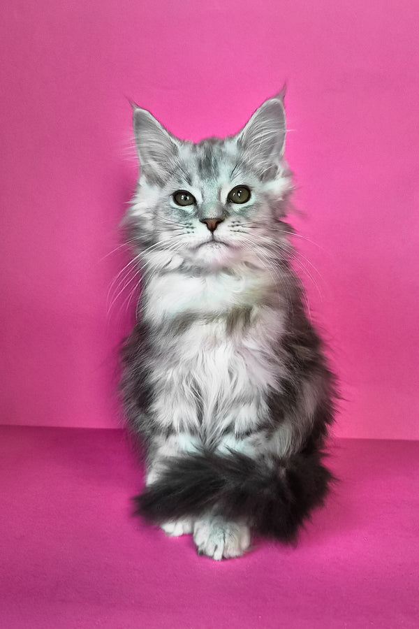 Ikar | Maine Coon Kitten
