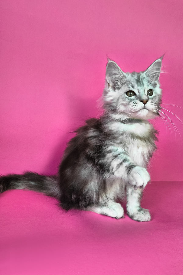 Ikar | Maine Coon Kitten