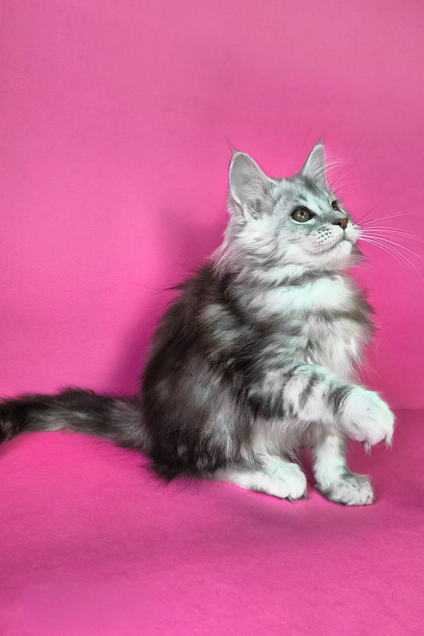 Ikar | Maine Coon Kitten