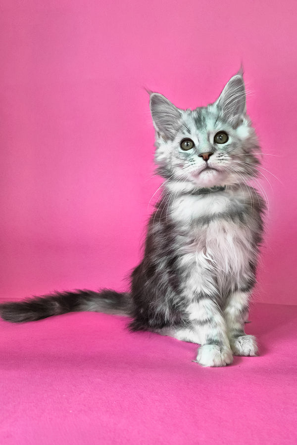 Ikar | Maine Coon Kitten