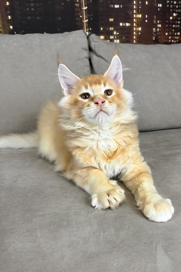 Ike | Maine Coon Kitten
