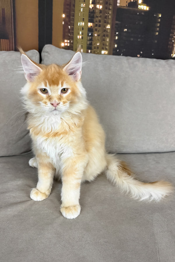 Ike | Maine Coon Kitten