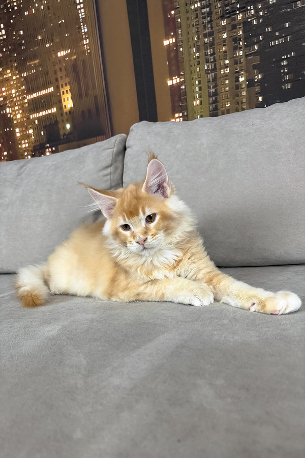 Ike | Maine Coon Kitten
