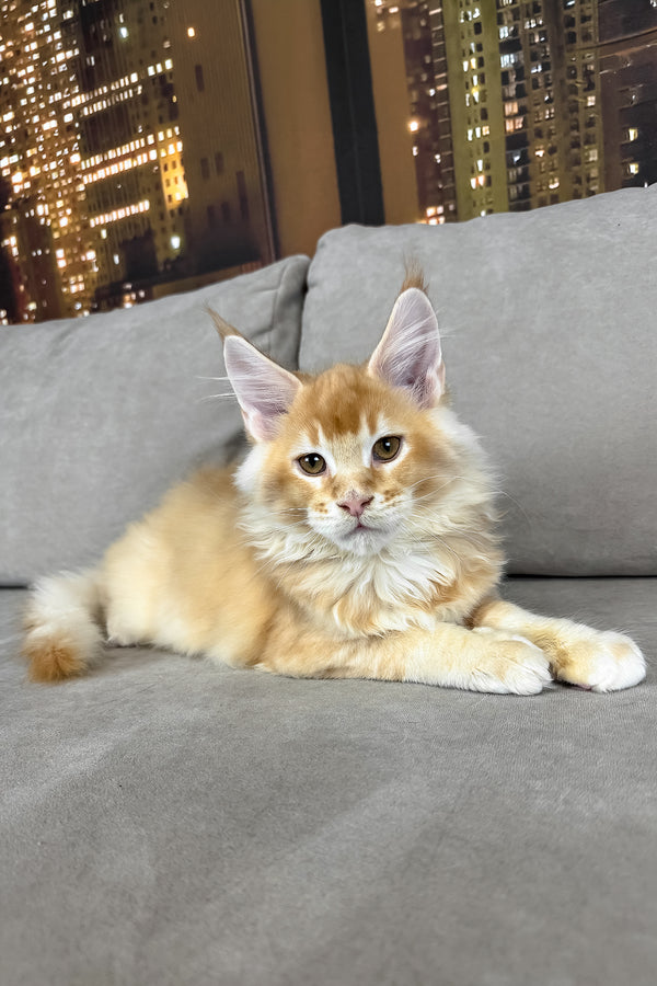 Ike | Maine Coon Kitten