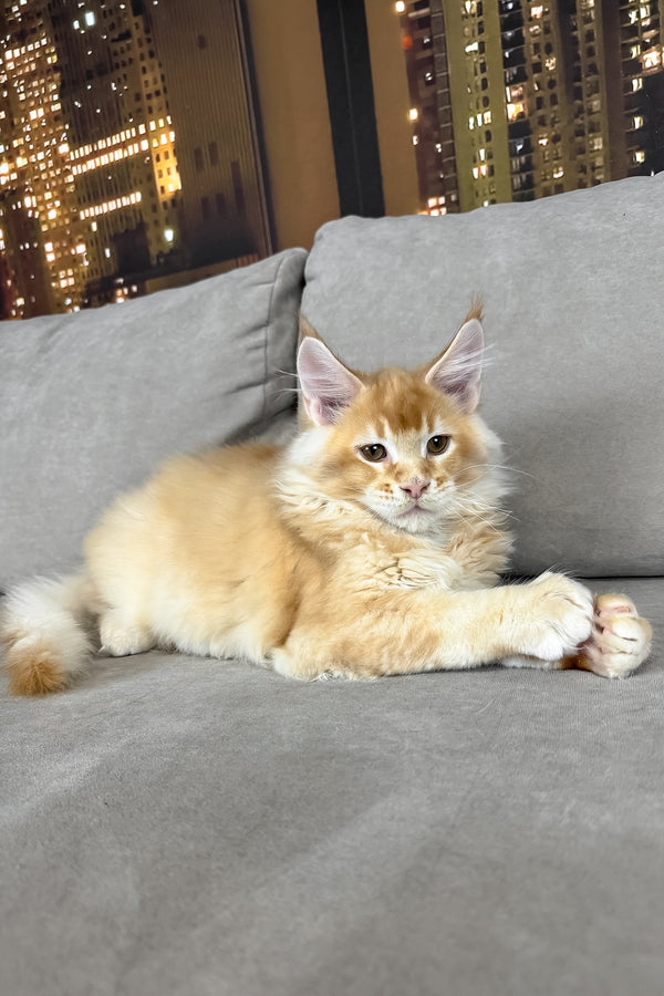 Ike | Maine Coon Kitten