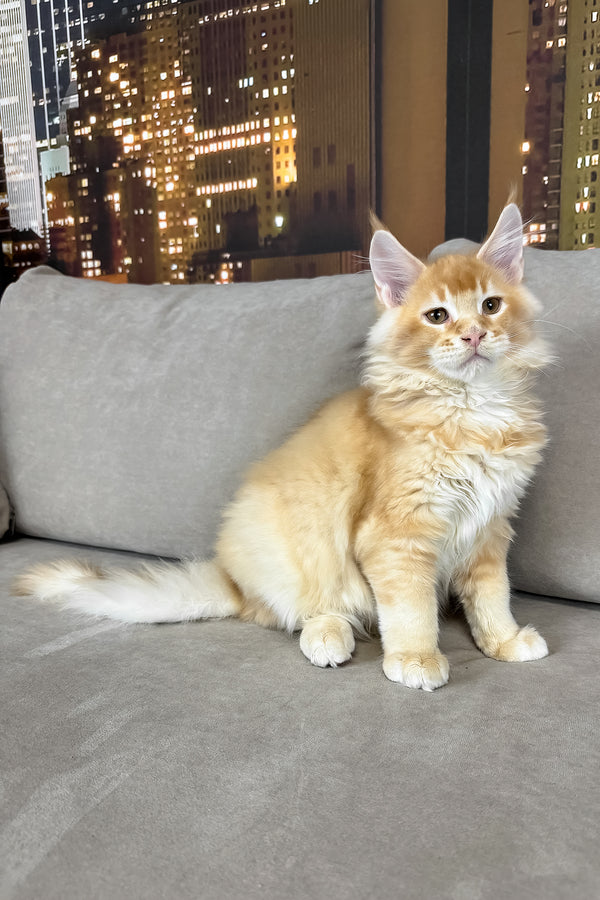 Ike | Maine Coon Kitten