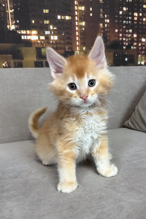 Ike | Maine Coon Kitten
