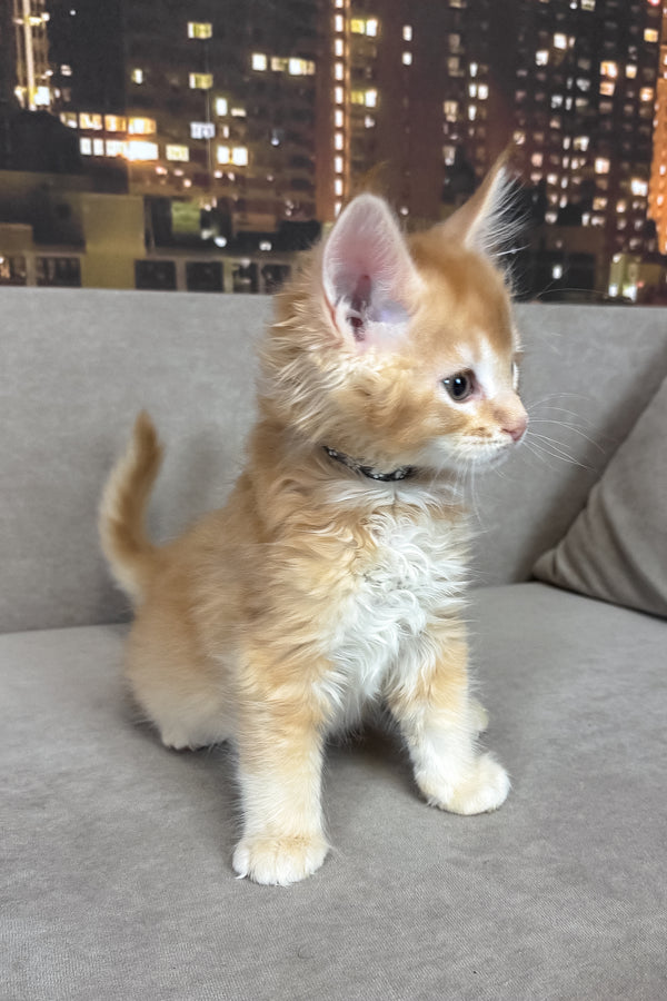 Ike | Maine Coon Kitten