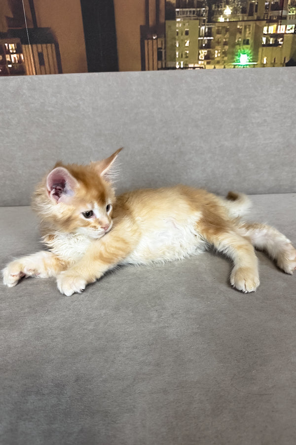 Ike | Maine Coon Kitten