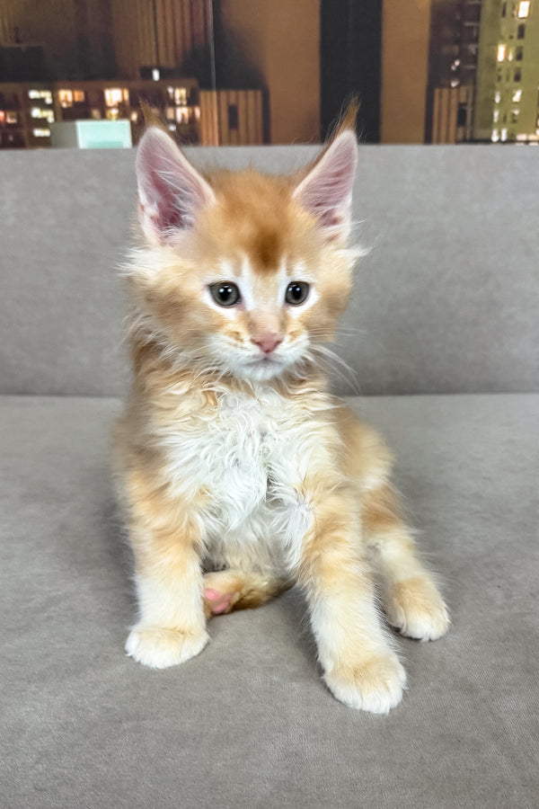 Ike | Maine Coon Kitten