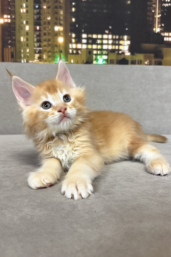 Ike | Maine Coon Kitten