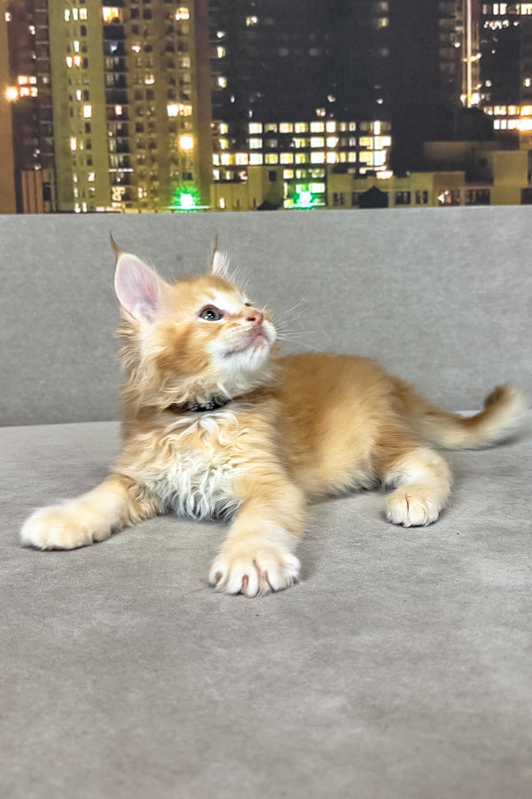 Ike | Maine Coon Kitten