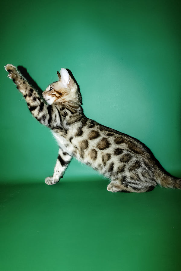 Ilan | Bengal Kitten