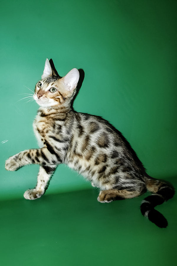 Ilan | Bengal Kitten