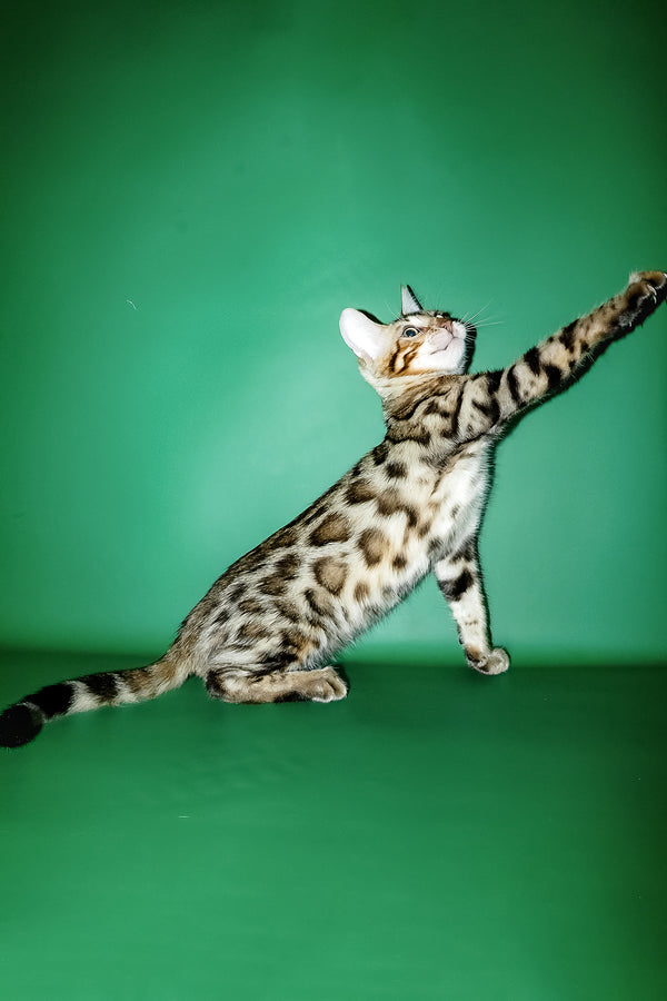 Ilan | Bengal Kitten