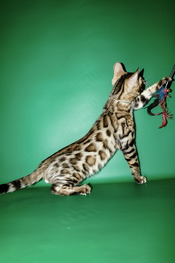 Ilan | Bengal Kitten
