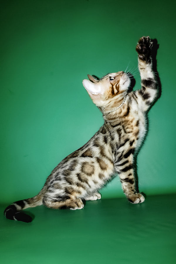 Ilan | Bengal Kitten
