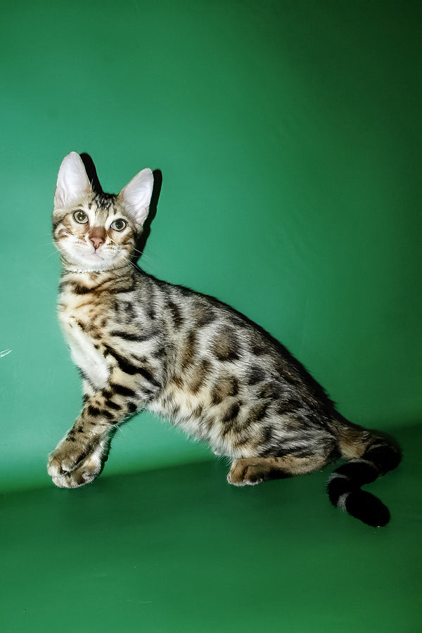 Ilan | Bengal Kitten