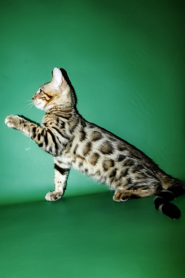 Ilan | Bengal Kitten