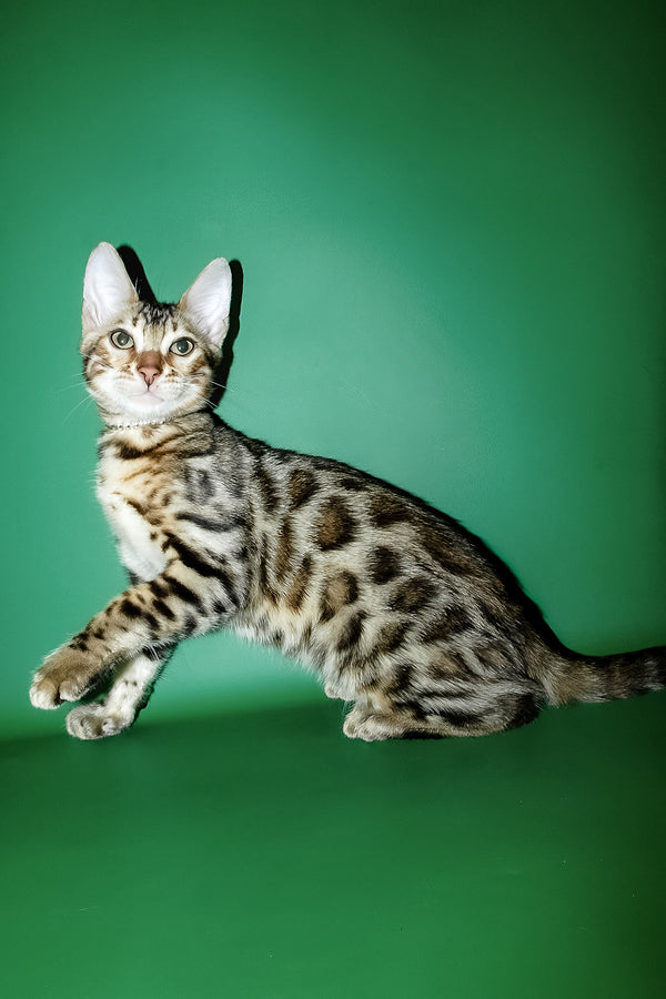 Ilan | Bengal Kitten