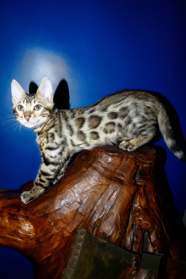 Ilan | Bengal Kitten