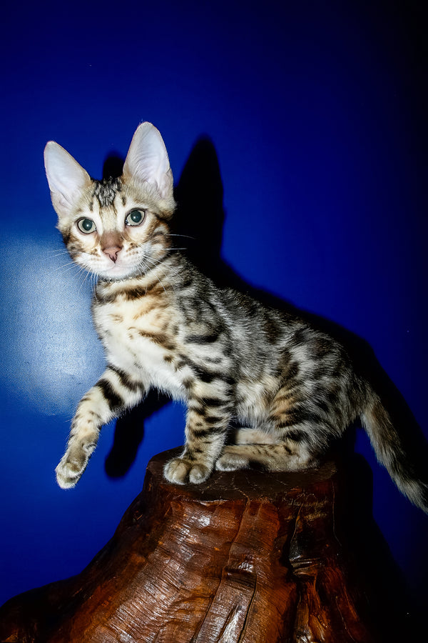 Ilan | Bengal Kitten