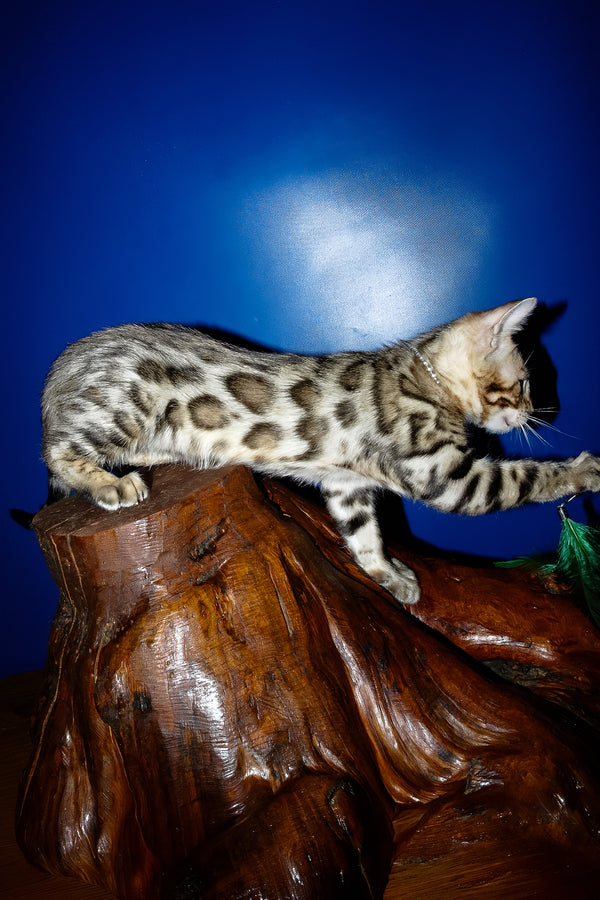 Ilan | Bengal Kitten