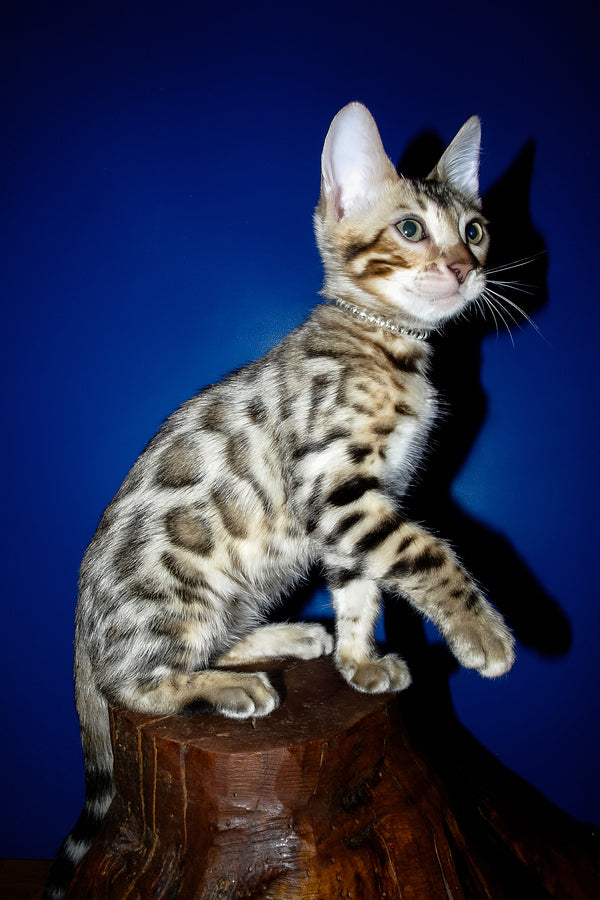 Ilan | Bengal Kitten