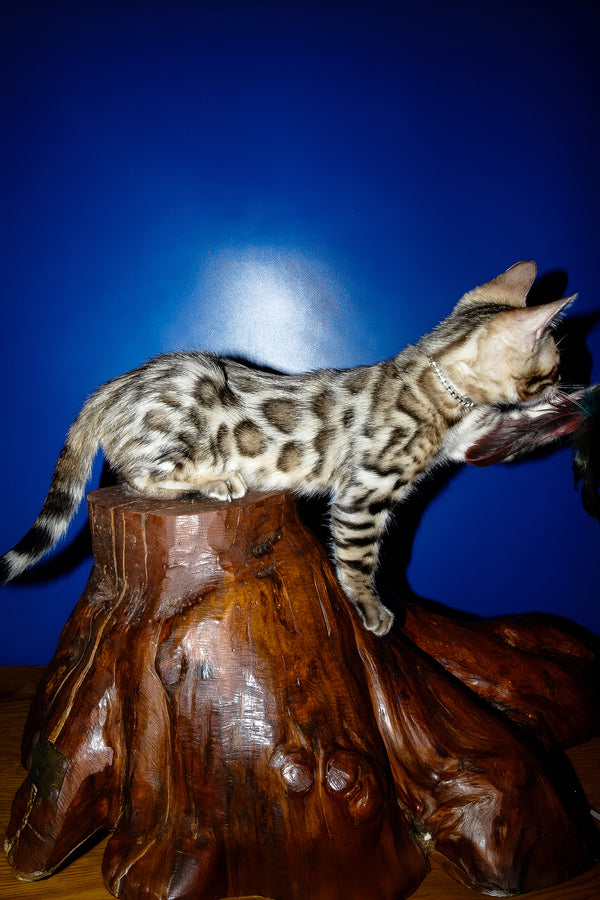 Ilan | Bengal Kitten