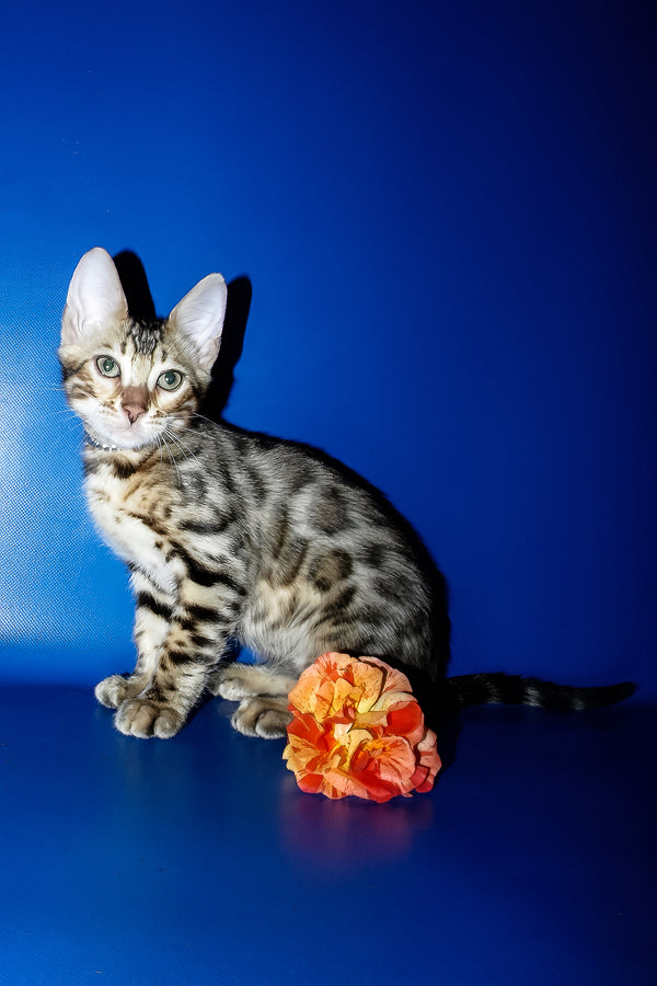 Ilan | Bengal Kitten