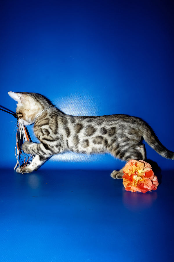 Ilan | Bengal Kitten