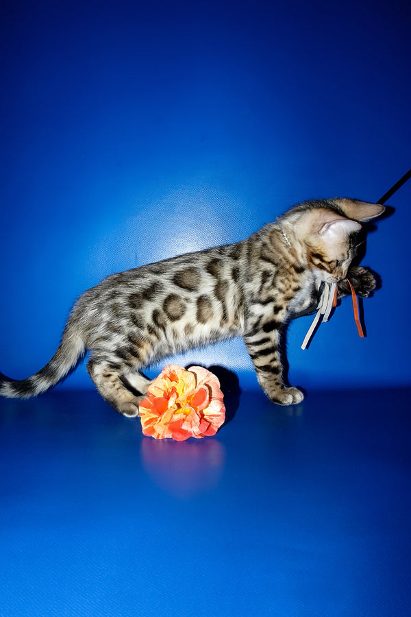 Ilan | Bengal Kitten