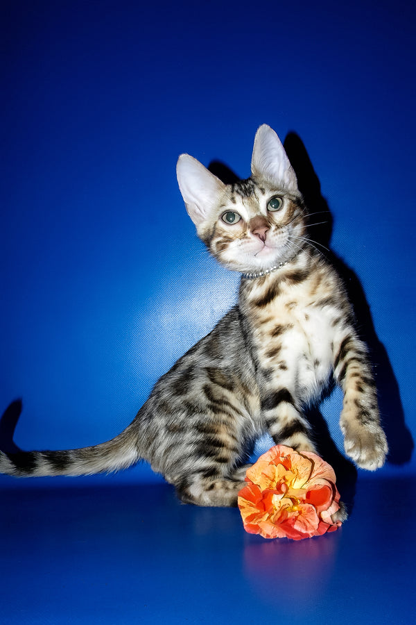 Ilan | Bengal Kitten