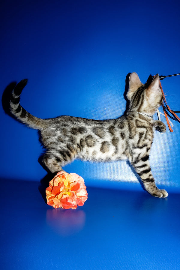 Ilan | Bengal Kitten