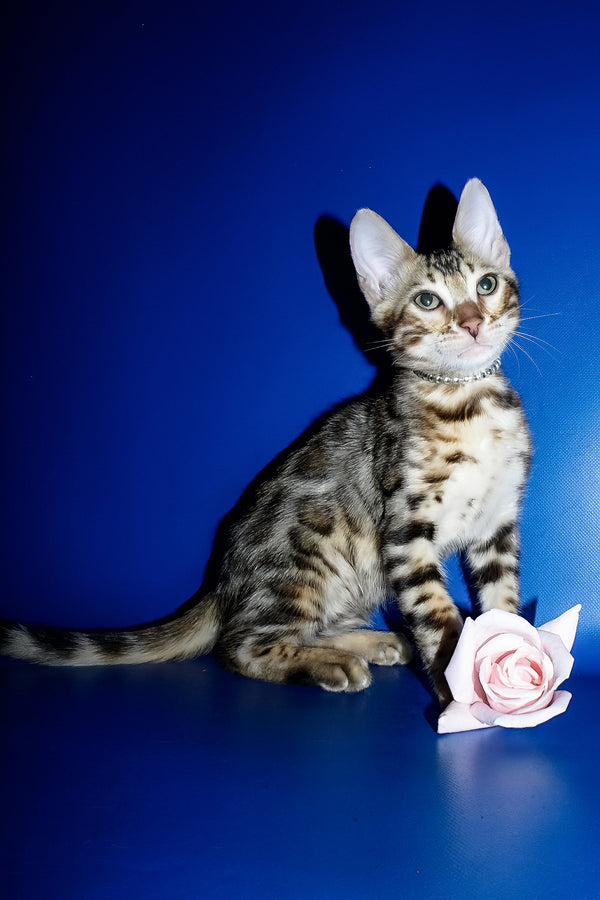 Ilan | Bengal Kitten
