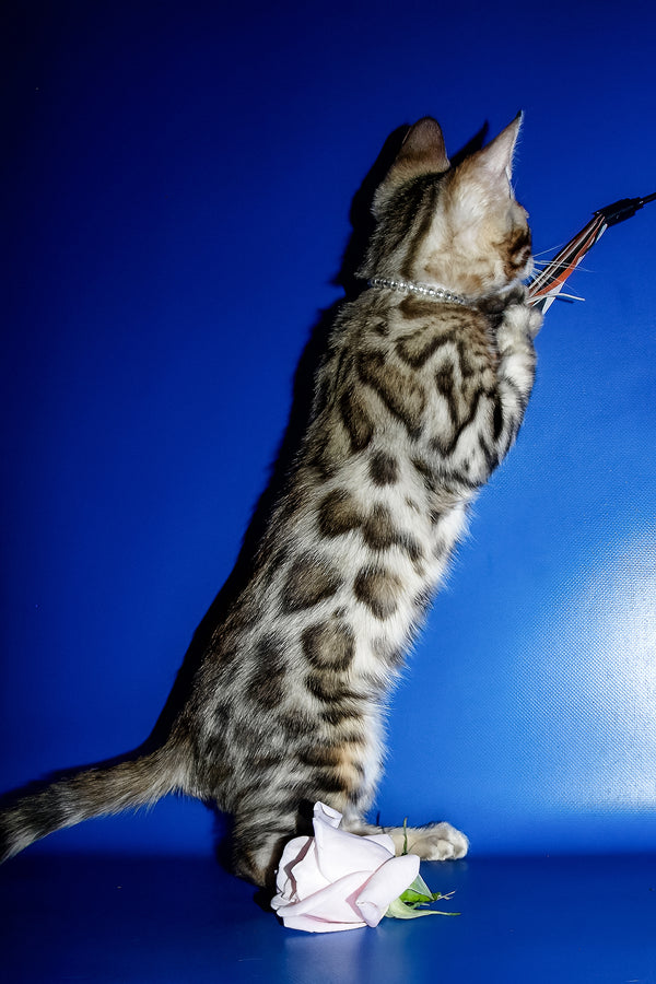 Ilan | Bengal Kitten