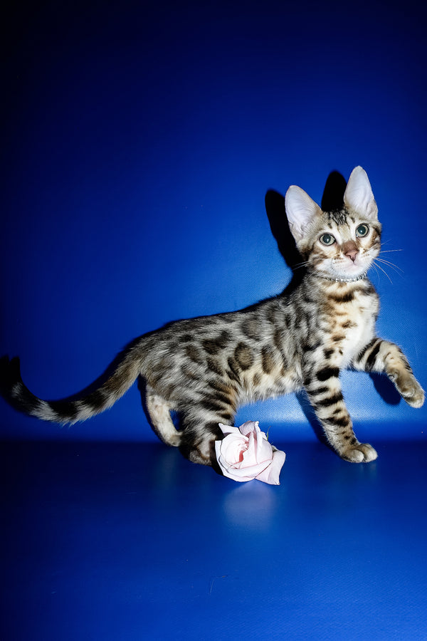 Ilan | Bengal Kitten