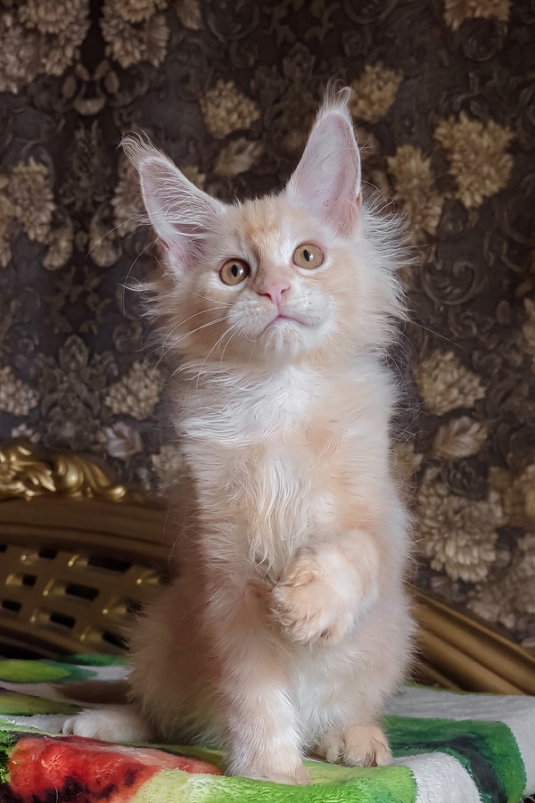 Ilyusha | Maine Coon Kitten