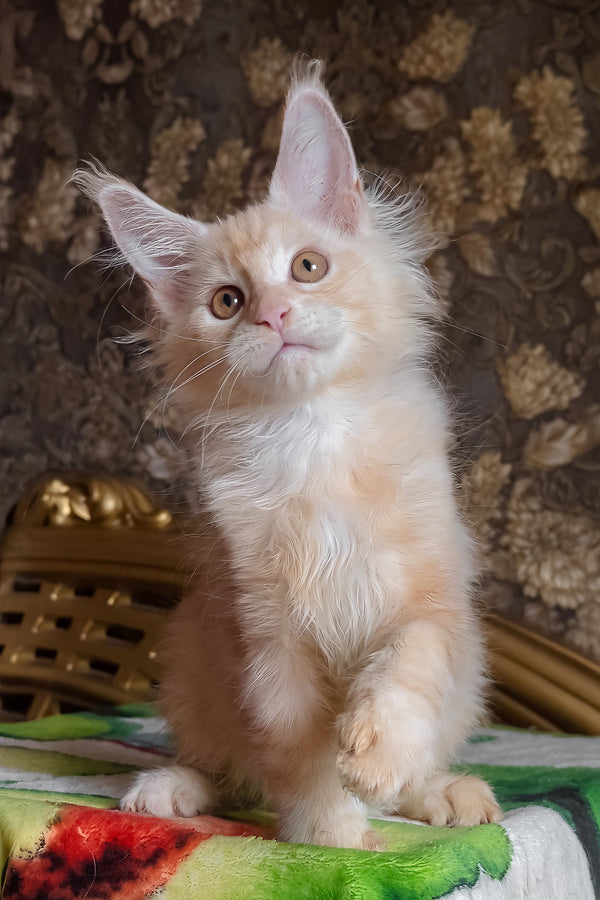 Ilyusha | Maine Coon Kitten