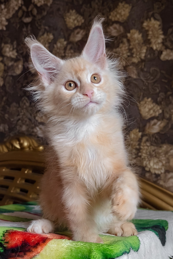 Ilyusha | Maine Coon Kitten