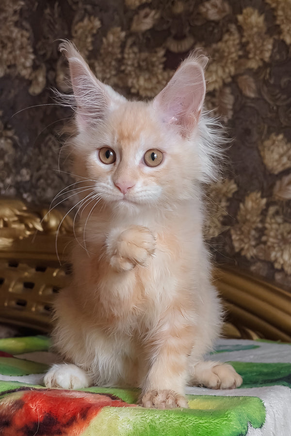 Ilyusha | Maine Coon Kitten