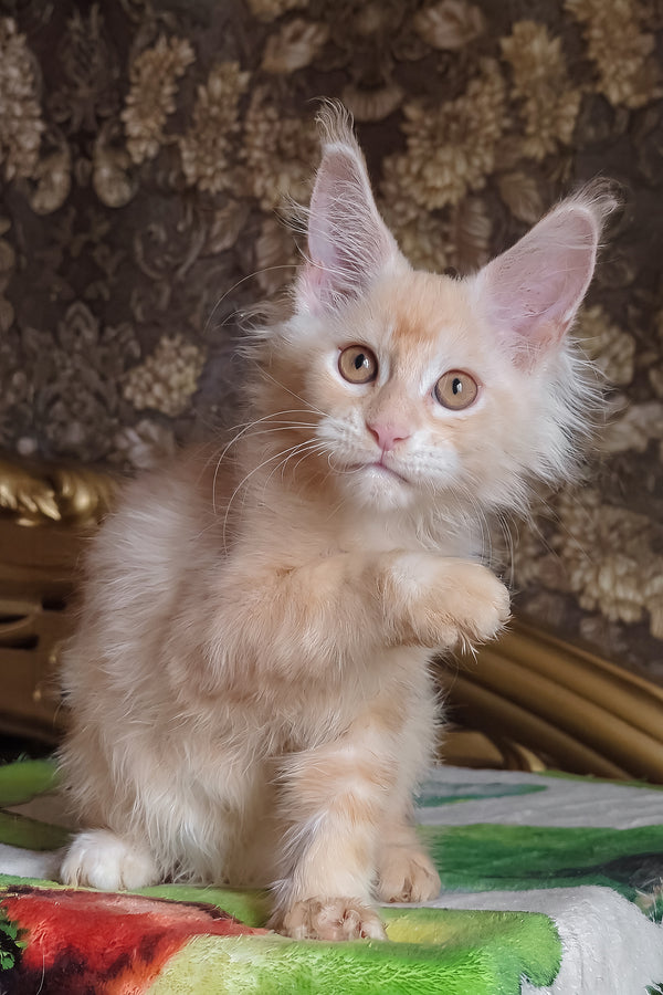 Ilyusha | Maine Coon Kitten