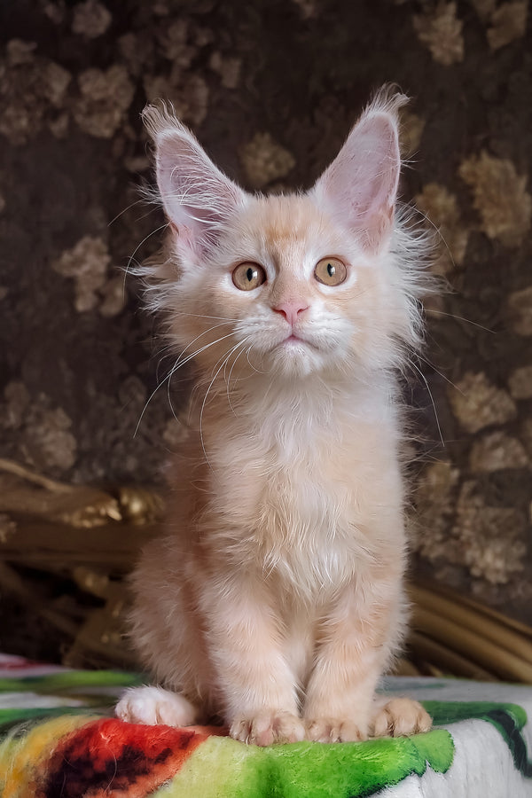 Ilyusha | Maine Coon Kitten