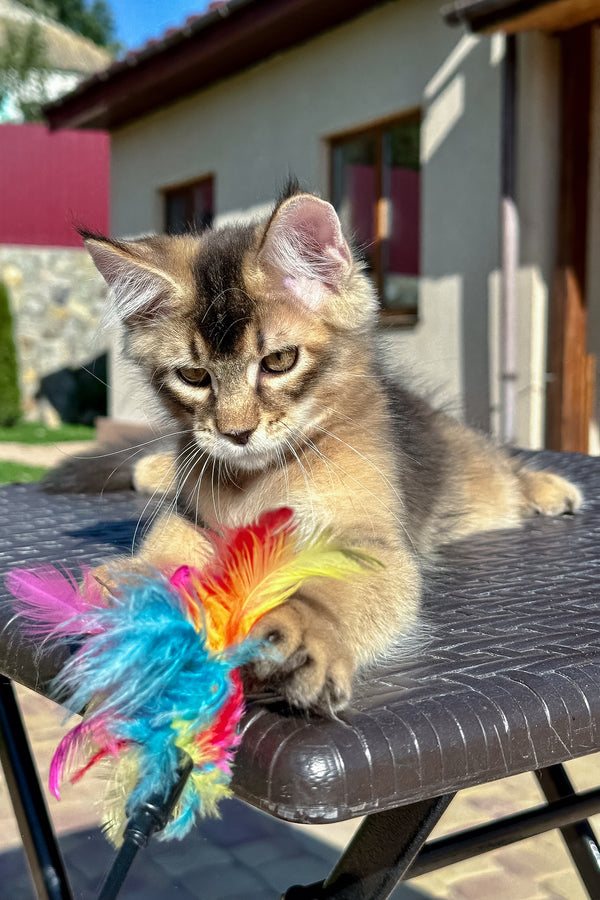 Imperial | Golden Maine Coon Kitten