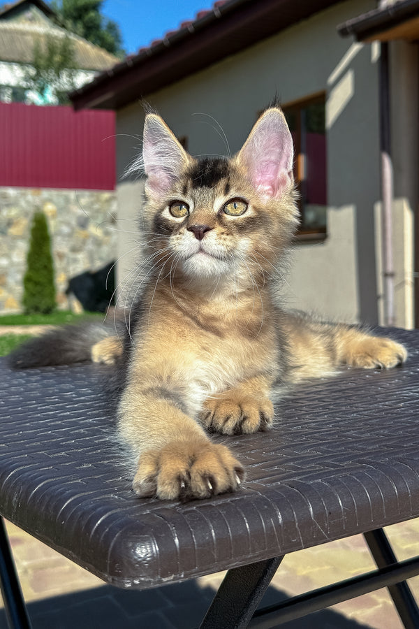 Imperial | Golden Maine Coon Kitten