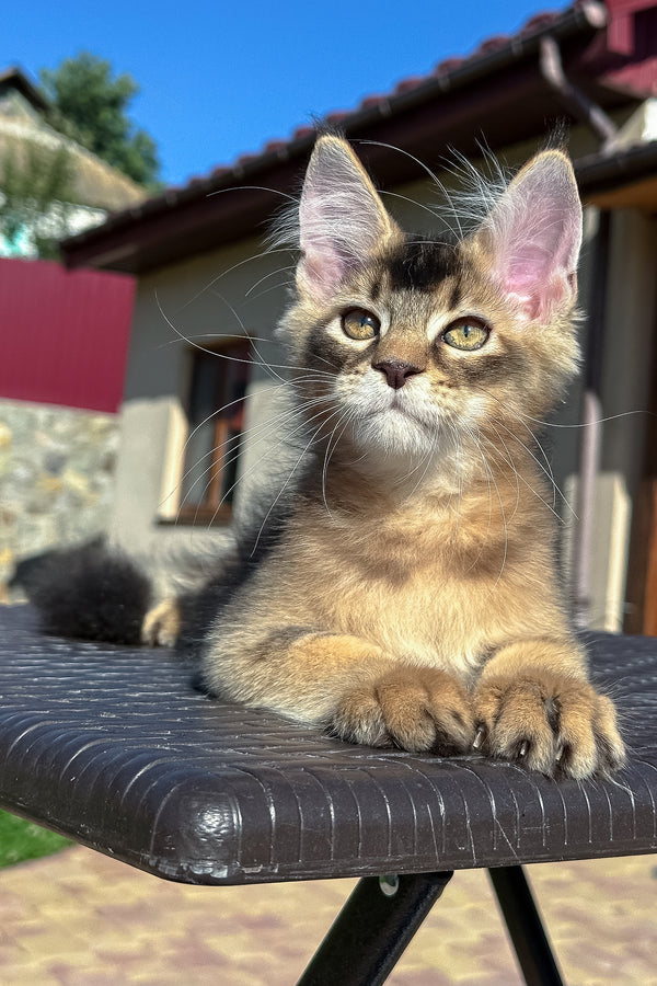 Imperial | Golden Maine Coon Kitten