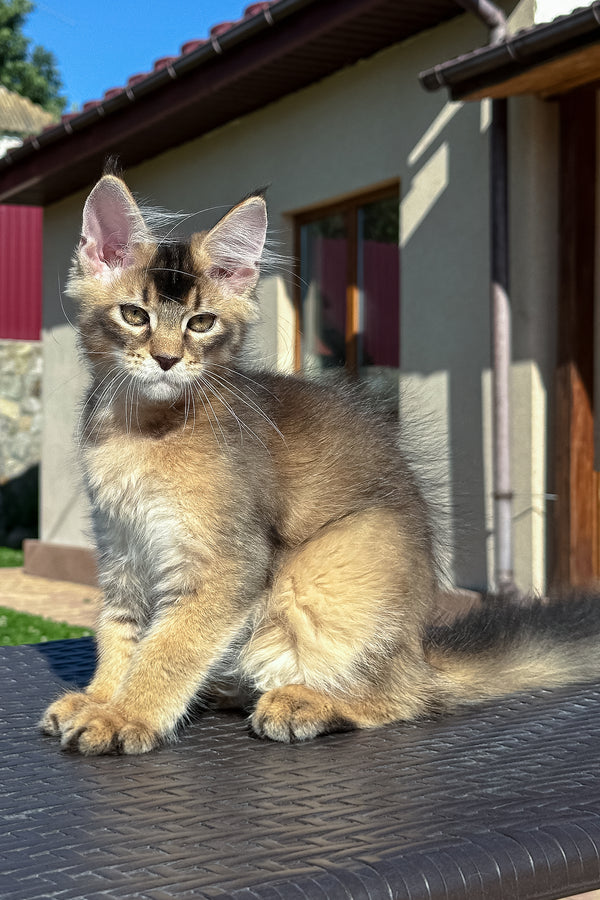 Imperial | Golden Maine Coon Kitten