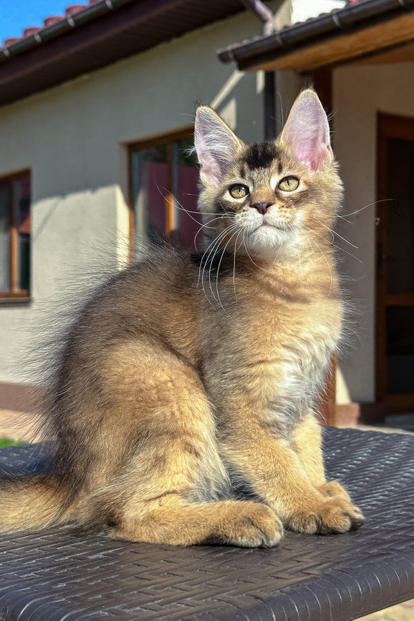 Imperial | Golden Maine Coon Kitten
