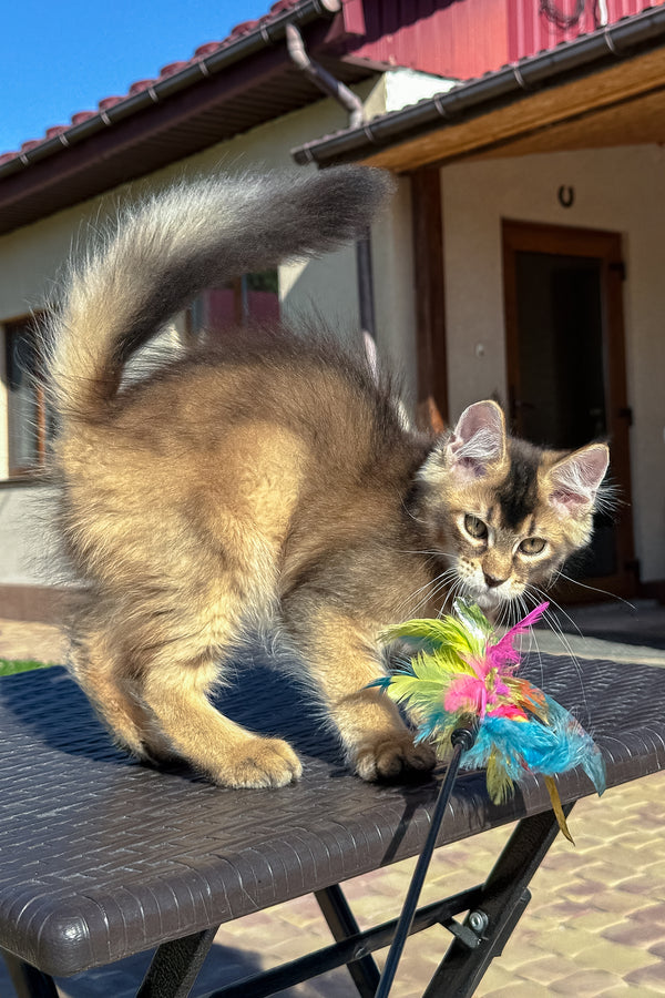Imperial | Golden Maine Coon Kitten