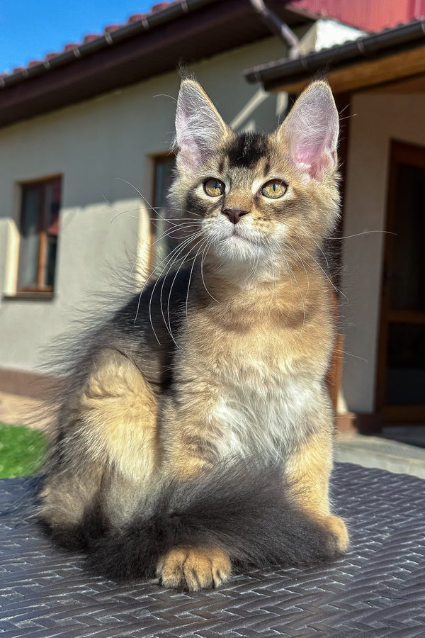 Imperial | Golden Maine Coon Kitten